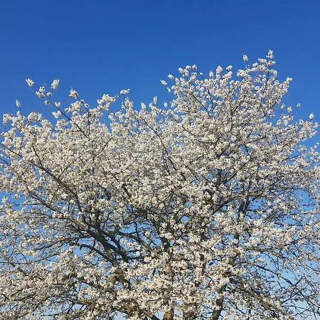 Gæstehus De Brembroeken Vortum-Mullem